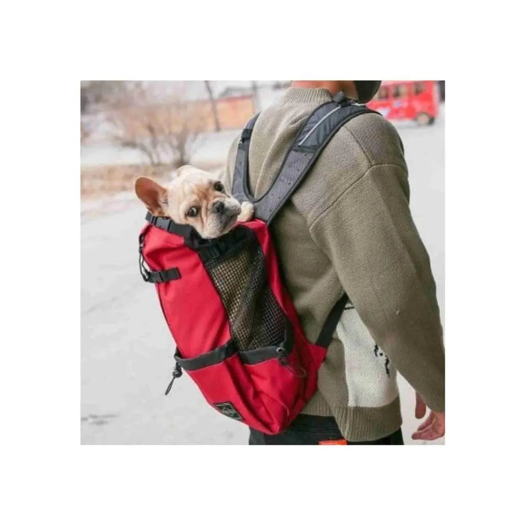 Hund im komfortablen Rucksack für unterwegs