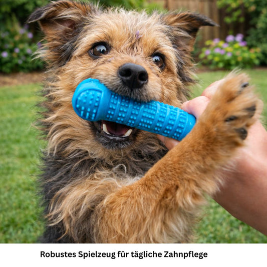 Hund hält blaues Zahnpflege Kauspielzeug in der Pfote im Garten.