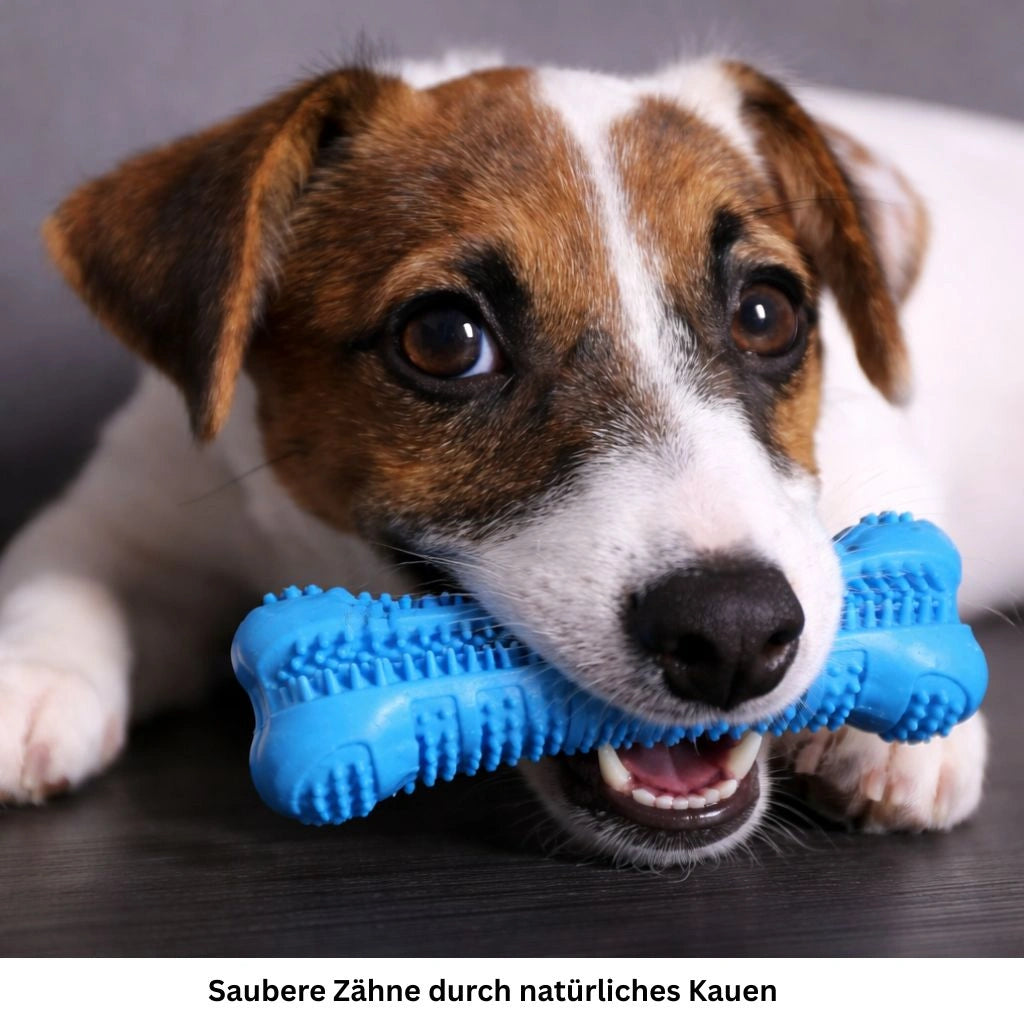 Nahaufnahme eines Hundes mit blauem Zahnpflege Kauspielzeug im Maul.