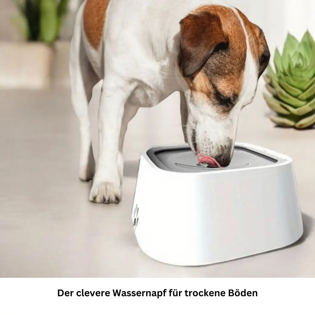 Trinkschale für Hunde und Katzen - Farbe: Blau - 1 von wisheum.ch