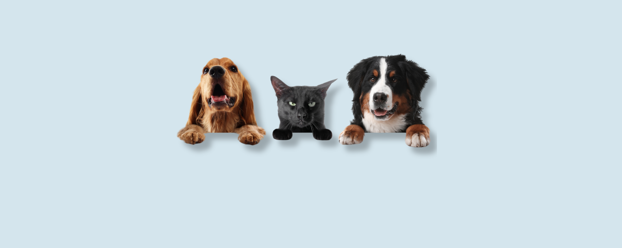 Hunde & Katzen
