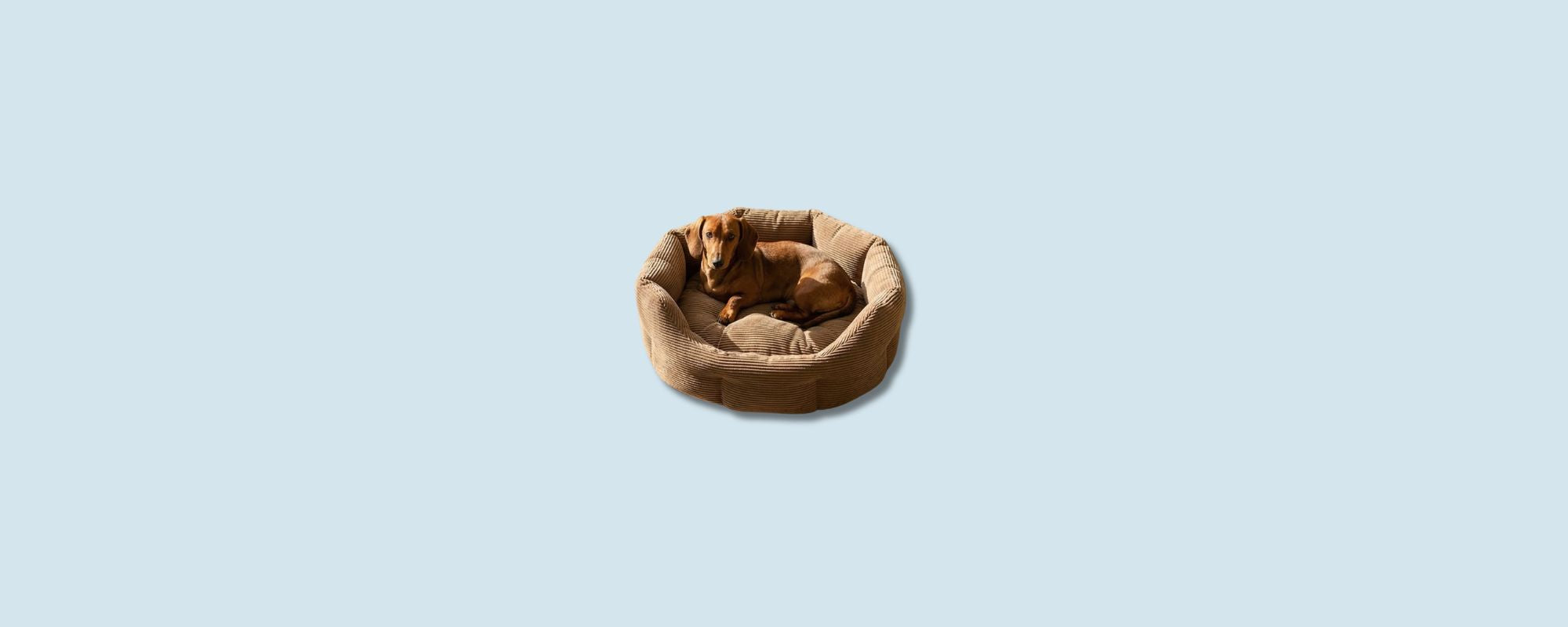 Gemütliches Nest Hund und Katze