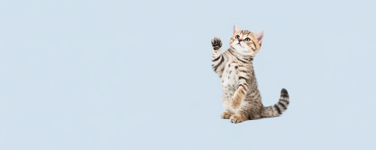 Katzen Zubehör