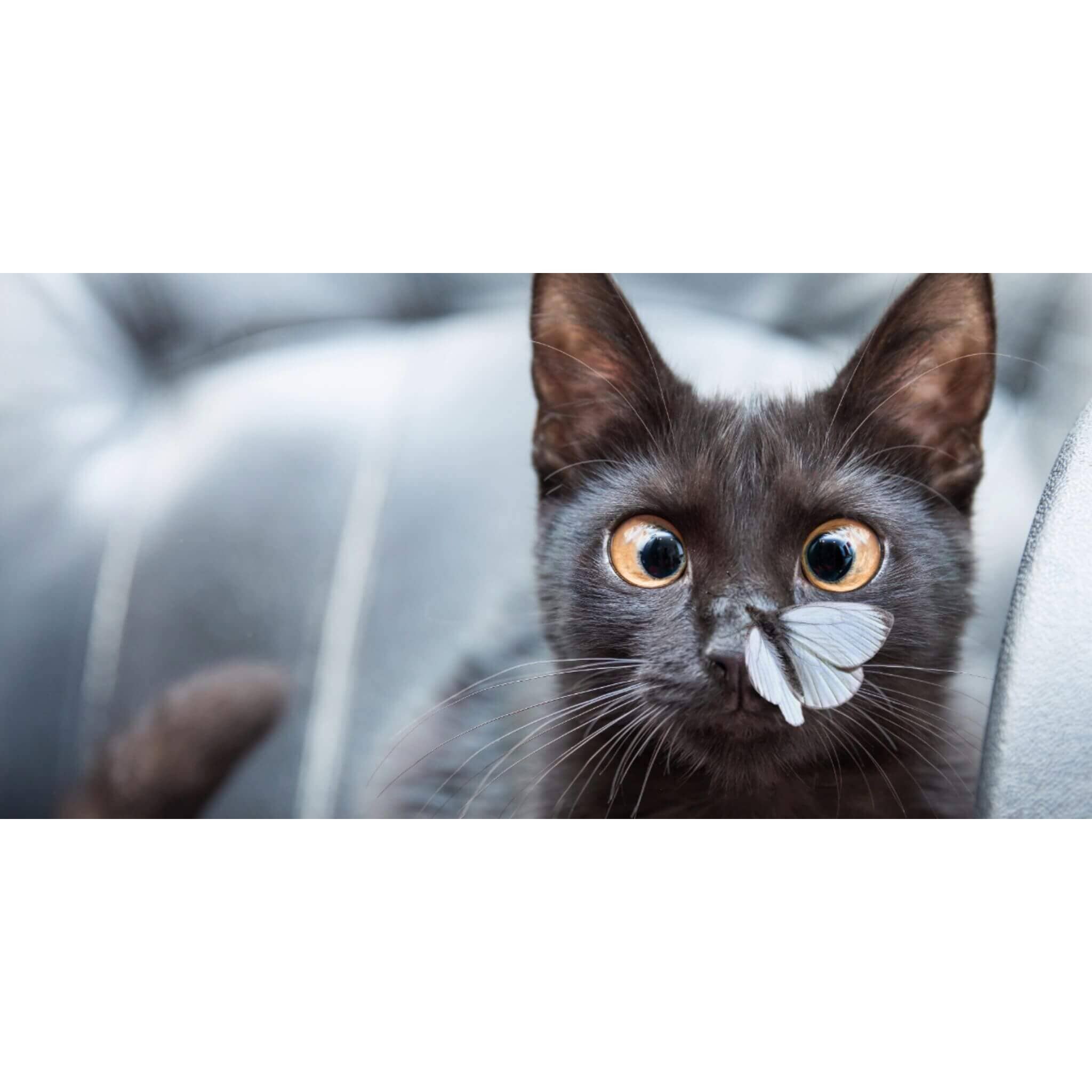 Katzen Banner