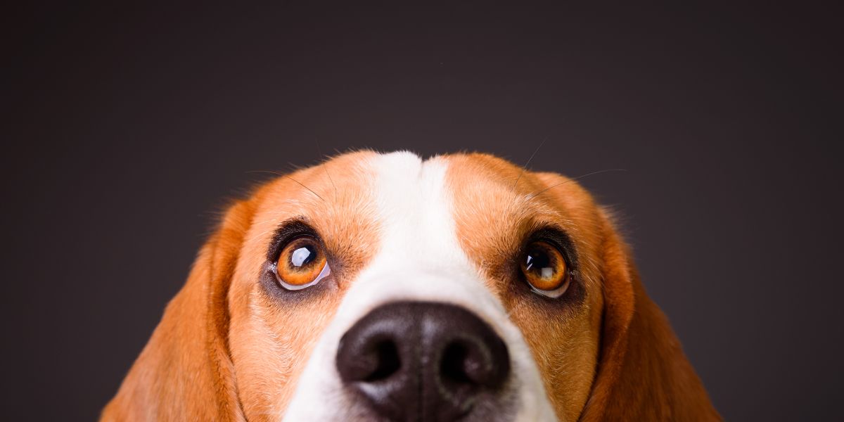 Hunde Banner