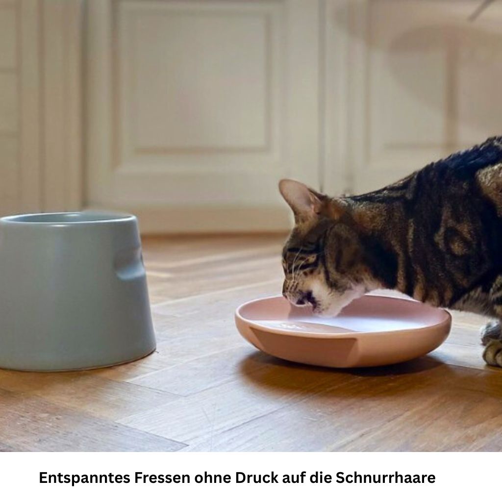 Flacher Katzennapf aus Porzellan gegen Schnurrhaar Stress