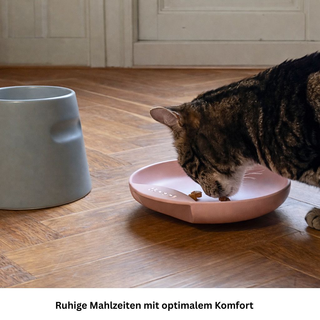 Flacher Katzennapf aus Porzellan gegen Schnurrhaar Stress