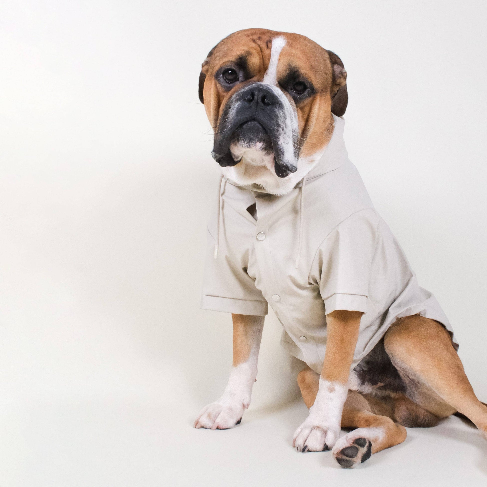 Hund trägt eine Neutrale Regenjacke