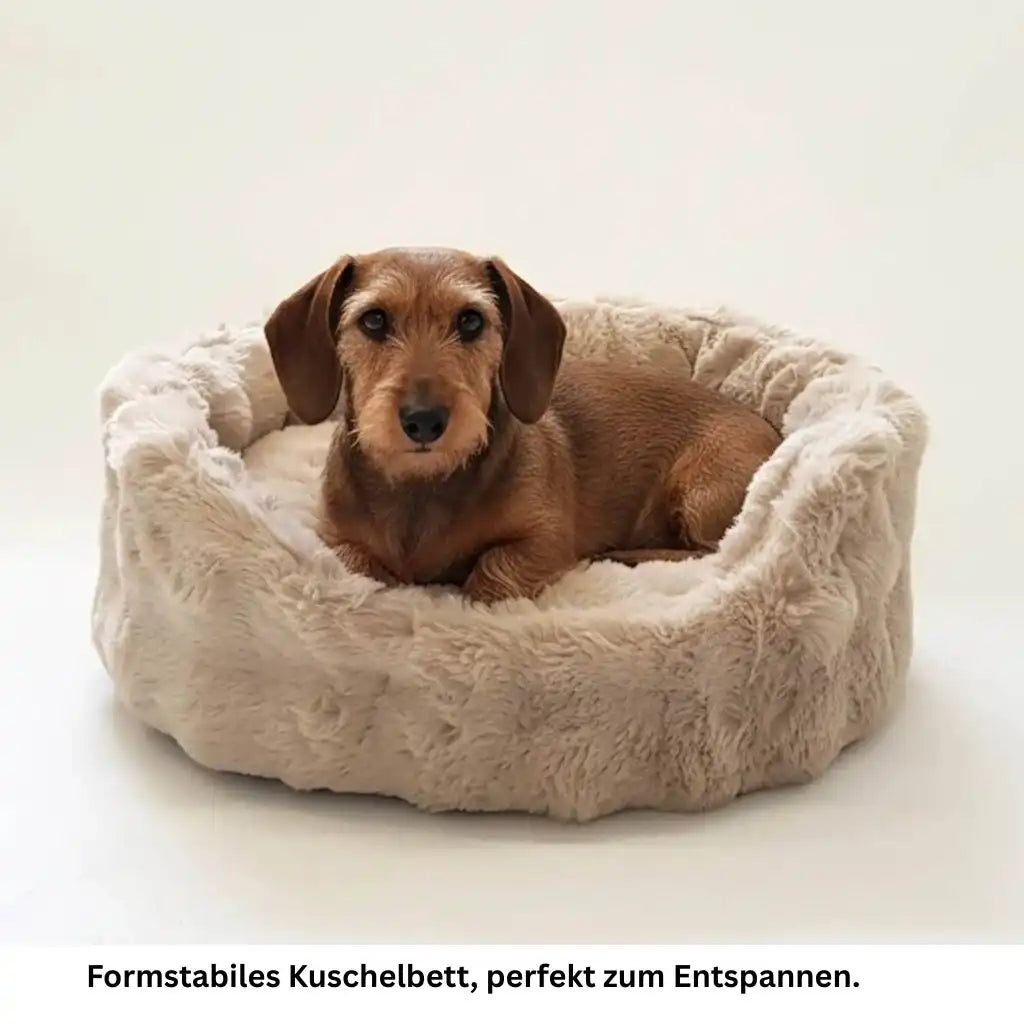 Dackel sitzt bequem im beigen Hunde Bett Nomi und schaut direkt in die Kamera.