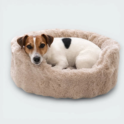 Jack Russell Terrier liegt entspannt im beigen Hunde Bett Nomi auf hellem Studiohintergrund.