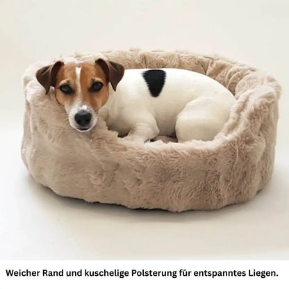 Jack Russell Terrier liegt ruhig im beigen Hunde Bett Nomi mit weichem Rand und kuscheliger Polsterung.