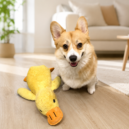 Corgi sitzt im hellen Wohnzimmer neben einer gelben Spielzeug-Ente.