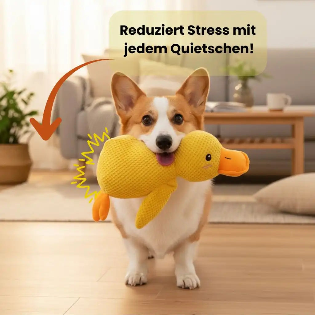 Corgi läuft im Wohnzimmer mit einer gelben Quietschente im Maul.