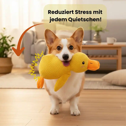 Corgi läuft im Wohnzimmer mit einer gelben Quietschente im Maul.