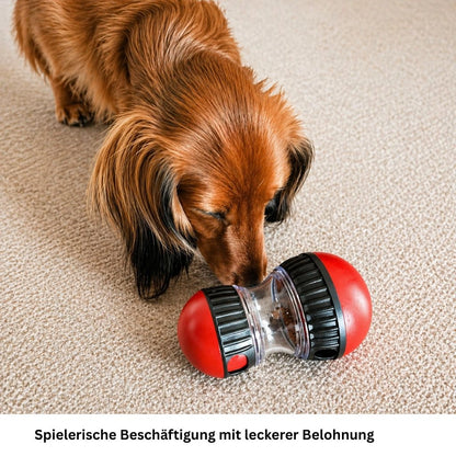 Langhaar Dackel beschnuppert ein rotes interaktives Hundespielzeug auf hellem Teppich