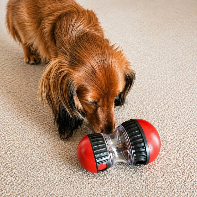 Langhaar Dackel beschnuppert ein rotes interaktives Hundespielzeug auf hellem Teppich.