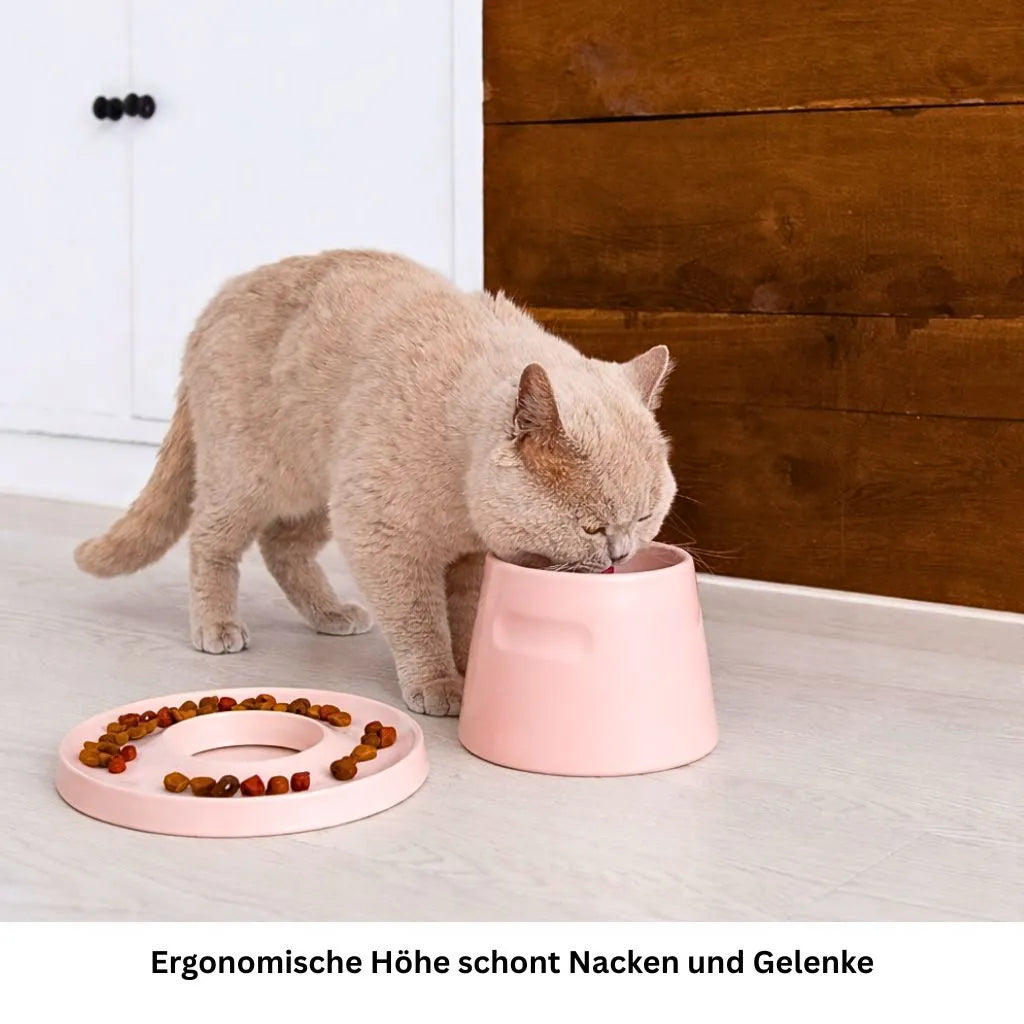 Katze frisst entspannt aus erhöhtem Fressnapf