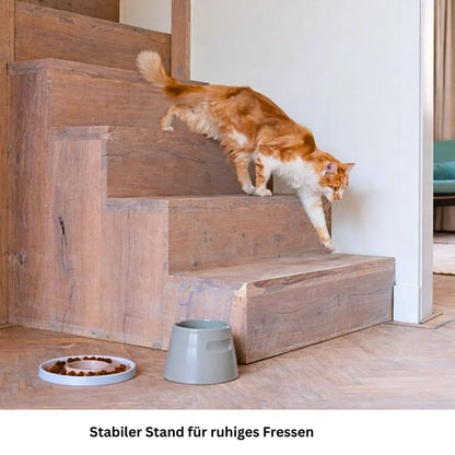 Erhöhter Katzenfressnapf aus Porzellan im Alltag