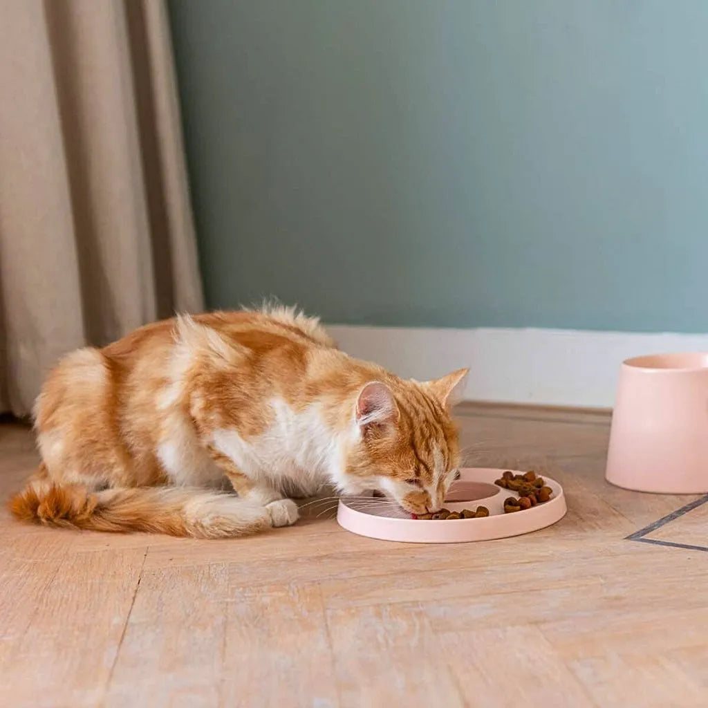 Katze frisst entspannt aus dem flachen Hoopo Ring Slowfeeder Napf