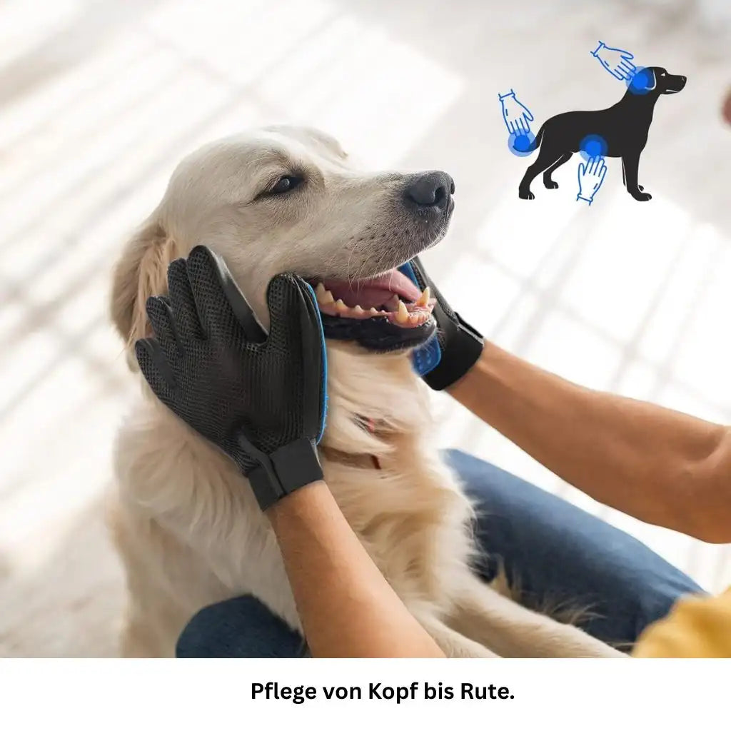 Hund genießt sanfte Pflege mit dem Handschuh