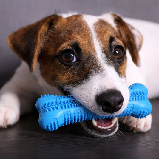 Hund kaut auf blauem Zahnpflege Kauspielzeug aus Gummi zur spielerischen Zahnreinigung.