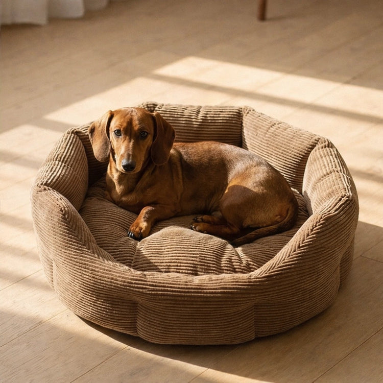 Dackel liegt entspannt in rundem Hundebett aus Cord im warmen Sonnenlicht