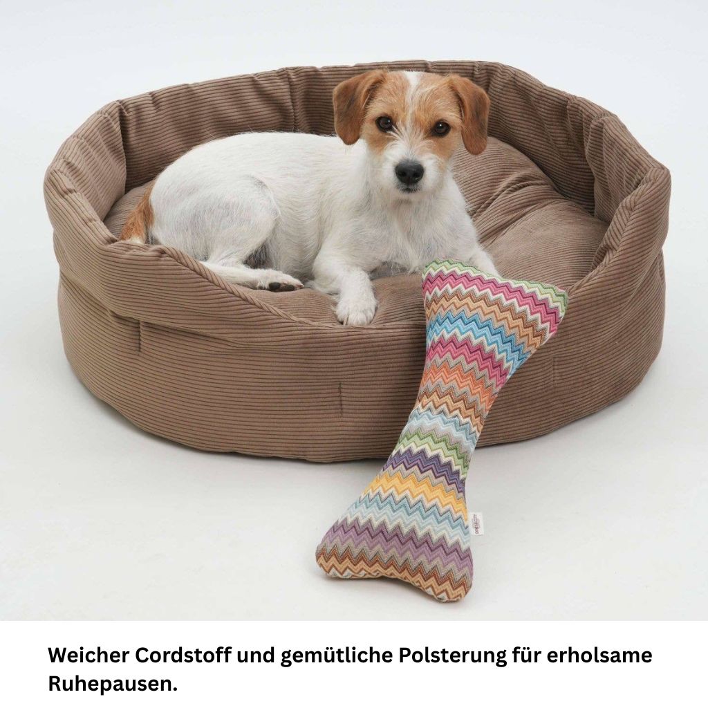 Kleiner Jack Russell Terrier liegt entspannt in einem runden, braunen Hundebett aus Cordstoff mit einem bunten Spielzeugknochen.