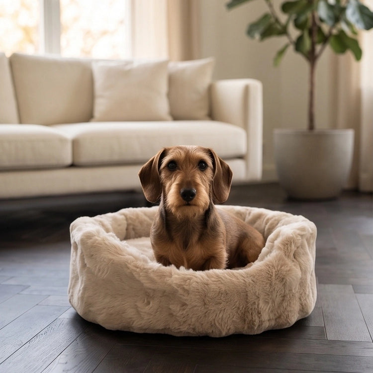 Dackel sitzt aufmerksam in weichem Hundebett im modernen Wohnzimmer