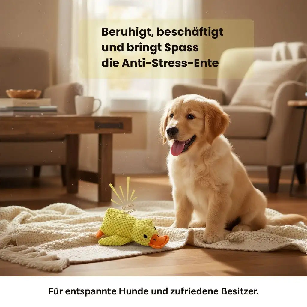 Golden Retriever spielt im Wohnzimmer mit einer gelben Quietschente.