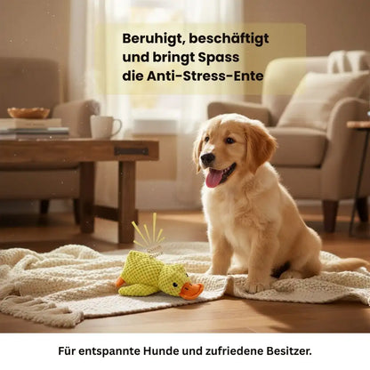 Golden Retriever spielt im Wohnzimmer mit einer gelben Quietschente.