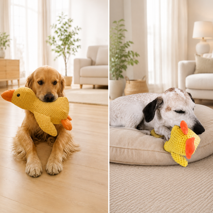 Zwei Hunde entspannen mit einer gelben Hundespielzeug-Ente im hellen Wohnzimmer
