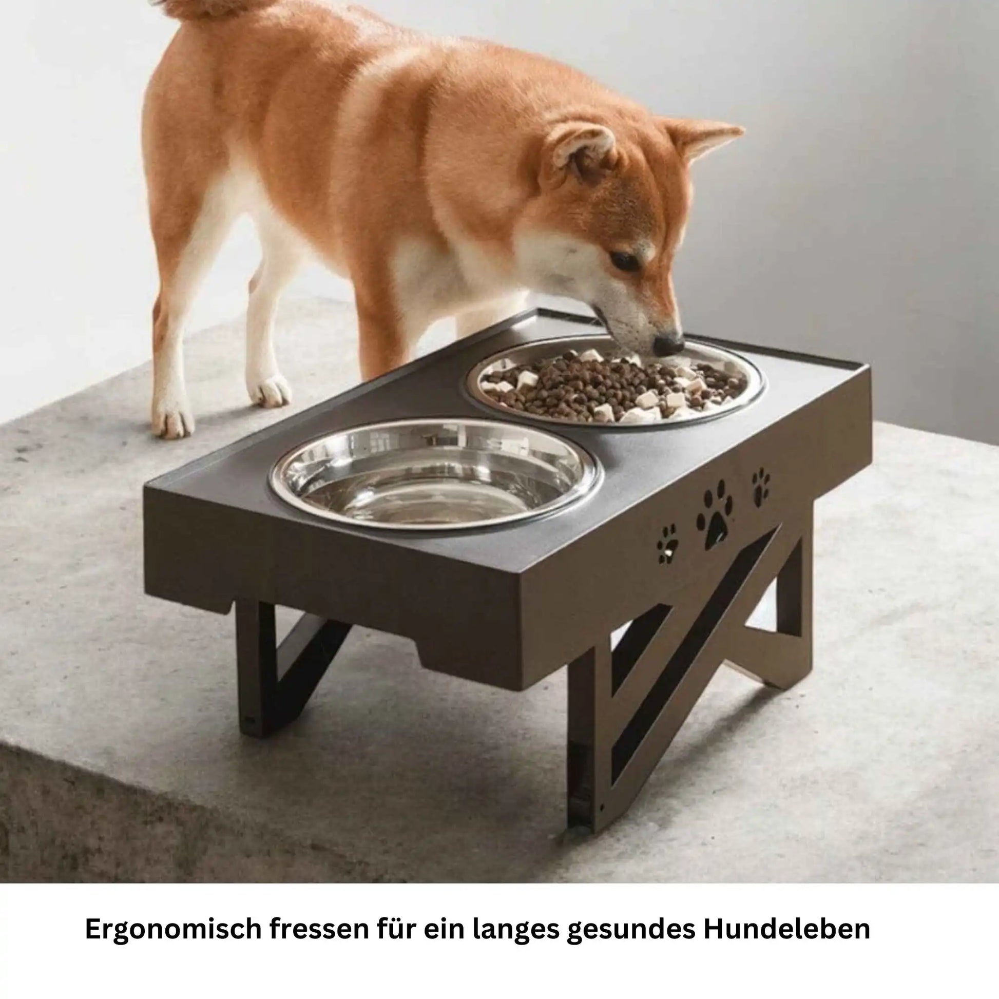  Kleiner Hund frisst aus ergonomischem Napf – ideal für alle Grössen