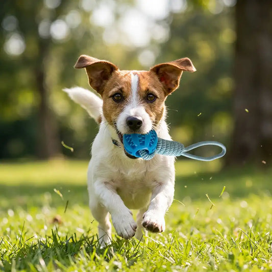 Kauball mit Seil, befüllbar mit Snacks & Futter